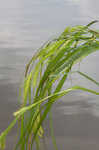 Giant sedge